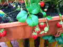 Домашня полуниця без городу цілий рік: 8 правил вирощування ягід у кімнаті