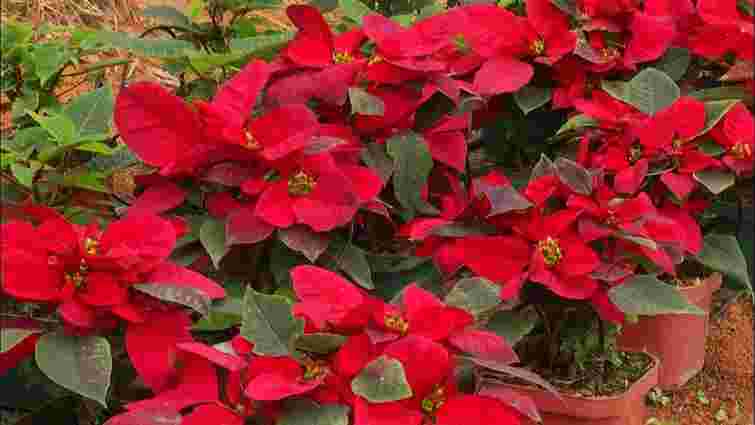 Зацвіте вдруге після Різдва: як доглядати за пуансетією для повторного цвітіння
