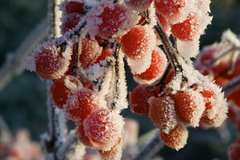 Якщо мороз -20: 7 речей, які треба зробити на городі і в саду для їх порятунку