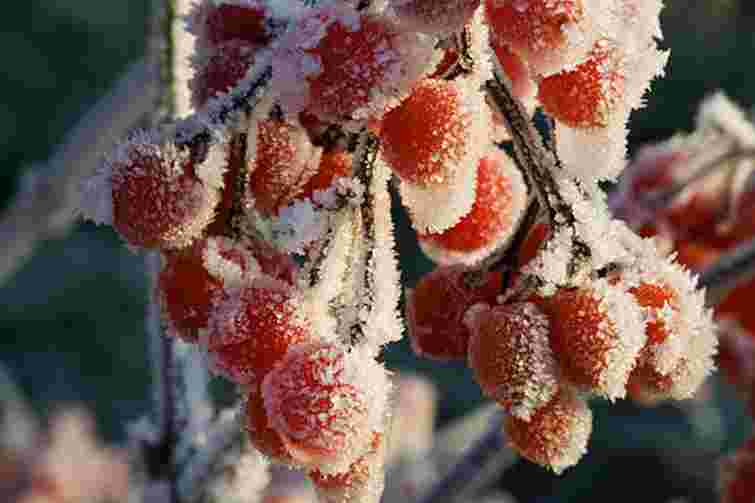 Якщо мороз -20: 7 речей, які треба зробити на городі і в саду для їх порятунку