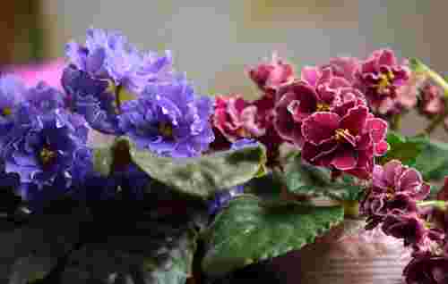 Інакше фіалки не зацвітуть: як стимулювати ріст квітів в холодну пору