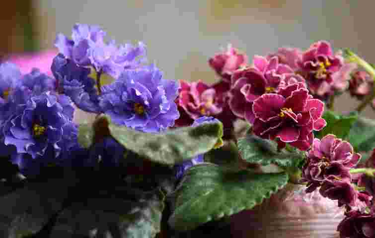 Інакше фіалки не зацвітуть: як стимулювати ріст квітів в холодну пору