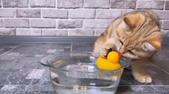 Ви навіть не здогадувалися: чому ваш кіт кладе іграшки в миску з водою або їжею