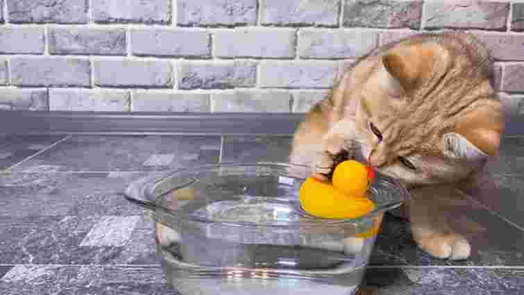 Ви навіть не здогадувалися: чому ваш кіт кладе іграшки в миску з водою або їжею