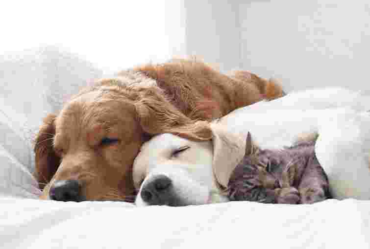 У Верховній Раді підтримали законопроєкт про посилення захисту тварин