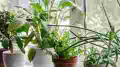 Екстремальні умови: як врятувати кімнатні рослини у квартирі без опалення