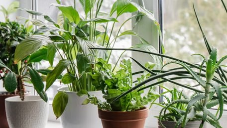 Екстремальні умови: як врятувати кімнатні рослини у квартирі без опалення
