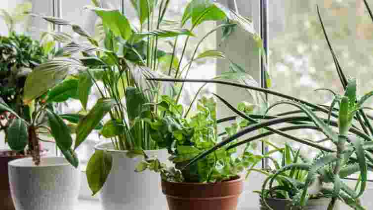 Екстремальні умови: як врятувати кімнатні рослини у квартирі без опалення