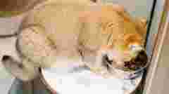 Будете мати спокійний сон: 5 кроків, щоб відучити кота просити їжу вночі