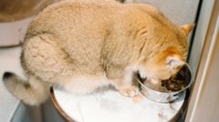 Будете мати спокійний сон: 5 кроків, щоб відучити кота просити їжу вночі