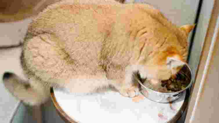 Будете мати спокійний сон: 5 кроків, щоб відучити кота просити їжу вночі