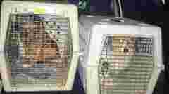 На Самбірщині поліцейські вилучили собак у господаря, який поїв їх алкоголем