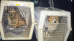 На Самбірщині поліцейські вилучили собак у господаря, який поїв їх алкоголем