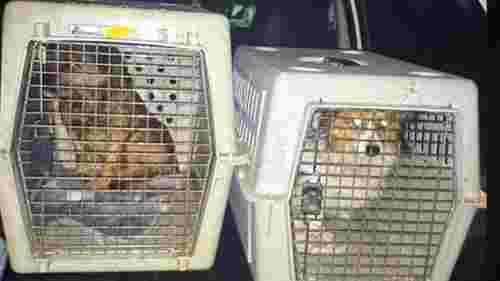 На Самбірщині поліцейські вилучили собак у господаря, який поїв їх алкоголем