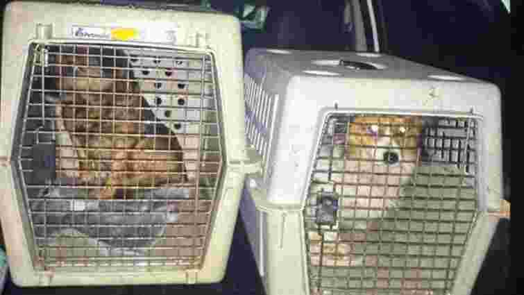 На Самбірщині поліцейські вилучили собак у господаря, який поїв їх алкоголем