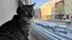 Через сильні морози у Львові тваринам дозволили грітись в адмінбудівлях