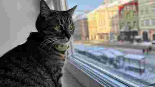 Через сильні морози у Львові тваринам дозволили грітись в адмінбудівлях