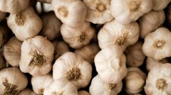 Ніколи не кладіть часник у холодильник: як правильно його зберігати