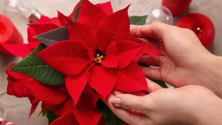 Догляд за пуансетією взимку: що робити, щоб листя не опадало