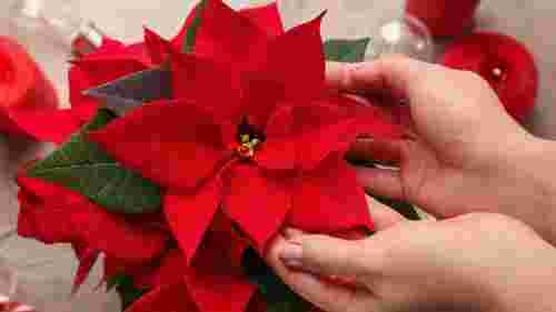 Догляд за пуансетією взимку: що робити, щоб листя не опадало