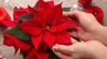 Догляд за пуансетією взимку: що робити, щоб листя не опадало