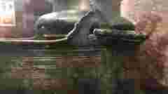 Бронзовий казан III–IV ст. з могили вождя: у музей передали вилучену в копача ритуальну посудину