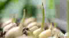 Ароматні пагони за кілька днів: як виростити часник на підвіконні взимку