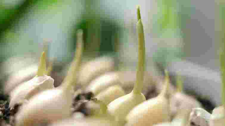 Ароматні пагони за кілька днів: як виростити часник на підвіконні взимку
