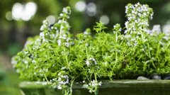 Час сіяти розсаду: які пряні трави варто вирощувати прямо зараз