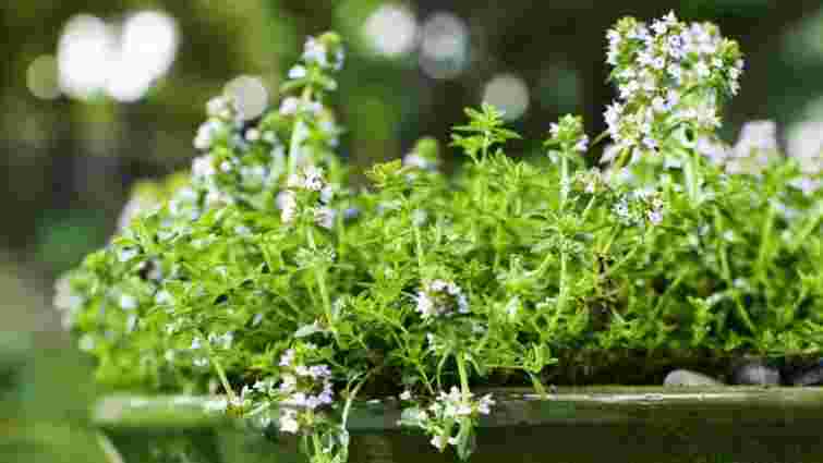 Час сіяти розсаду: які пряні трави варто вирощувати прямо зараз