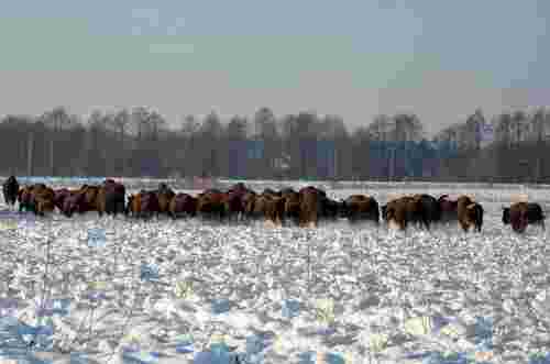 У нацпарку на Львівщині помітили велику популяцію зубрів
