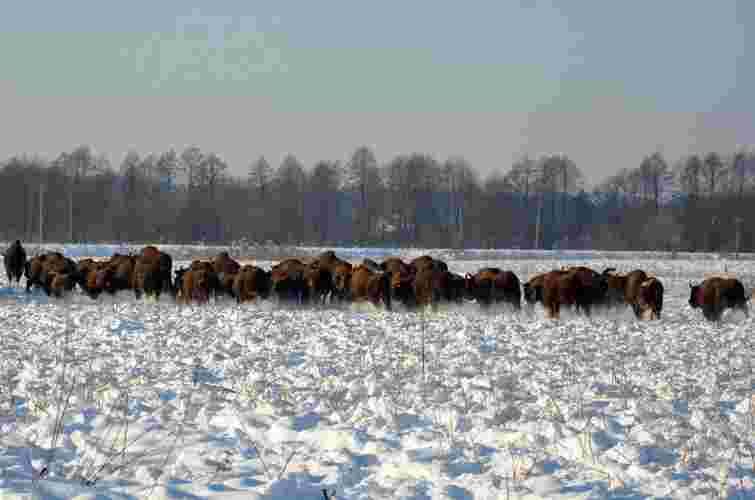 Біля нацпарку на Львівщині помітили велику популяцію зубрів