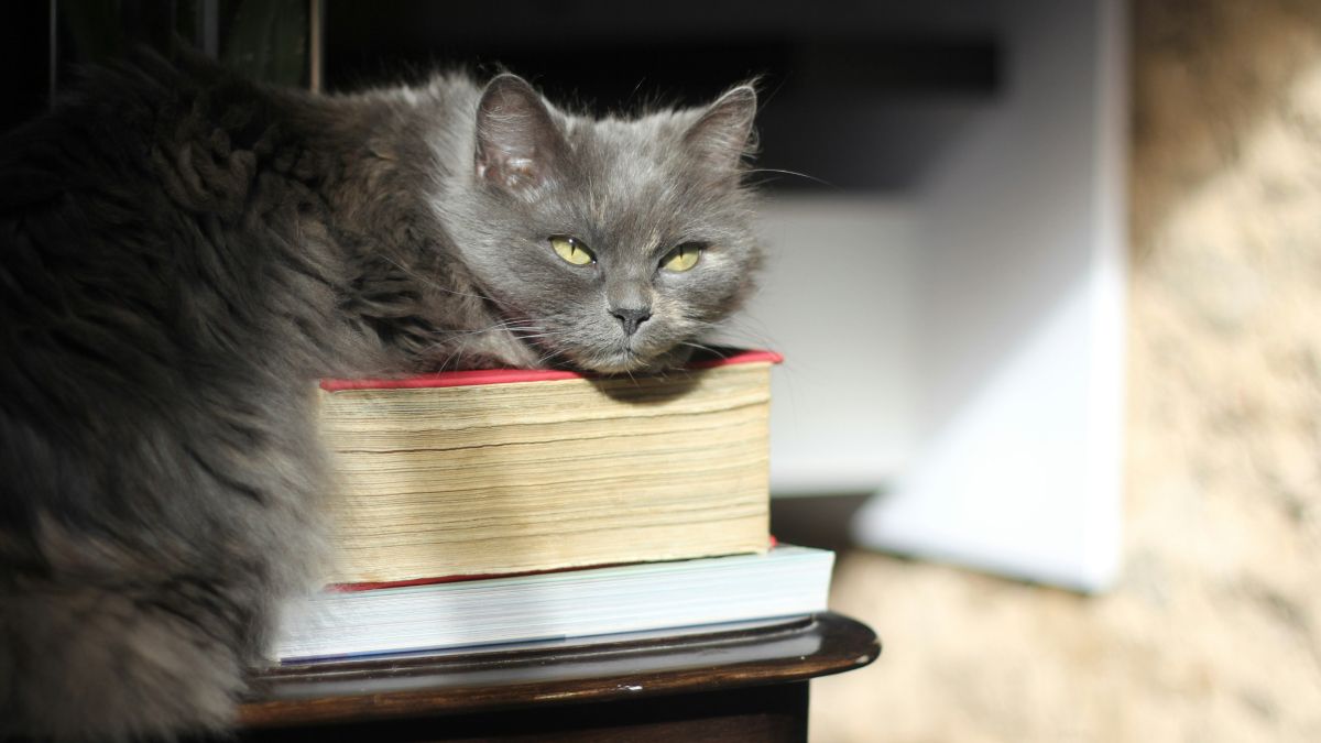 Клавіатура, книжка або одяг – байдуже: чому кіт так любить сидіти на ваших речах
