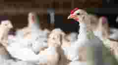 Львівські забудовники за 680 тис. доларів продають збиткову птахоферму біля Жовкви