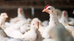 Львівські забудовники за 680 тис. доларів продають збиткову птахоферму біля Жовкви