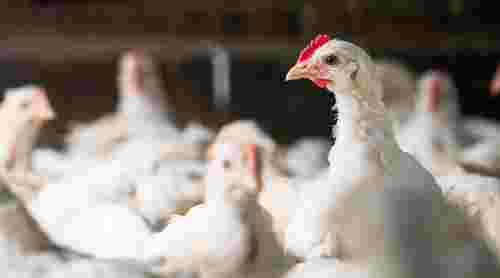 Львівські забудовники за 680 тис. доларів продають збиткову птахоферму біля Жовкви