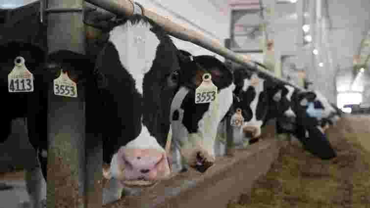 Фірма обвинуваченого в корупції нардепа збудує молочну ферму на Хмельниччині