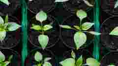 Найкращий час: у які дні січня садити перець на розсаду за місячним календарем