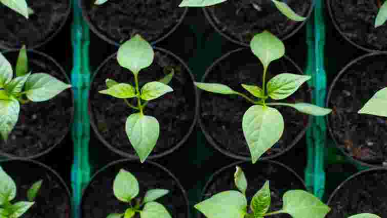 Найкращий час: у які дні січня садити перець на розсаду за місячним календарем