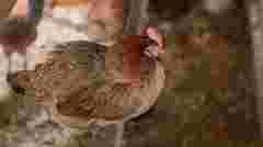 Щоб кури не мерзли при морозах: що покласти в курник, щоб його утеплити