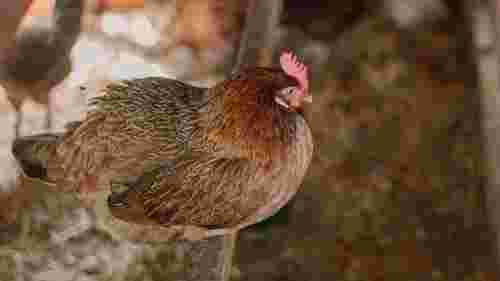 Щоб кури не мерзли при морозах: що покласти в курник, щоб його утеплити