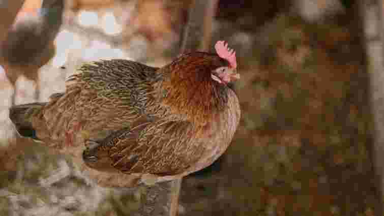 Щоб кури не мерзли при морозах: що покласти в курник, щоб його утеплити