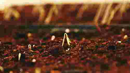 Готуємо насіння до посіву: навіщо городники використовують перекис водню