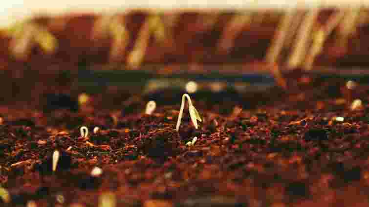 Готуємо насіння до посіву: навіщо городники використовують перекис водню