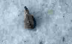 У Пустомитах озброєний 40-річний мешканець погрожував підірвати адмінбудівлю