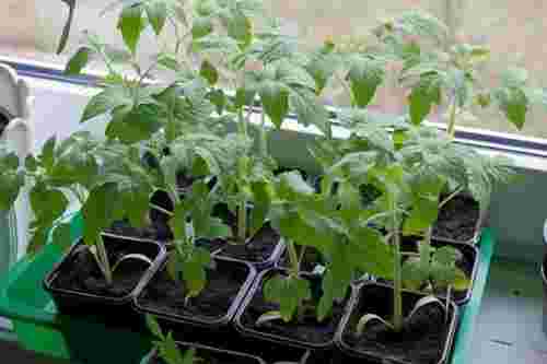 Від цього залежить все: коли починати сіяти баклажани на розсаду і на що звернути увагу