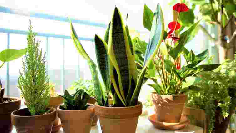Чому кімнатні рослини хворіють: популярні міфи та реальні причини
