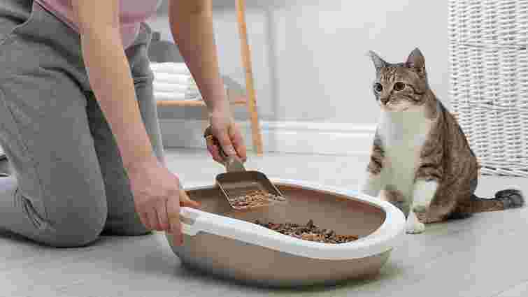 Унітаз чи смітник: що робити з використаним наповнювачем для котячого лотка