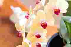 Одна крупа врятує ваші орхідеї: правила застосування рисового підживлення 