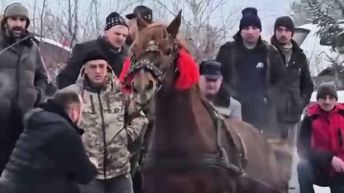 Поліція відкрила кримінальну справу через побиття тварин на фестивалі «Коні Бойківщини»